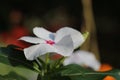 Beauttiful singled out flower in natural lighting Royalty Free Stock Photo