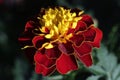 Beauttiful singled out marigold flower in natural lighting
