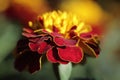 Beauttiful singled out marigold flower in natural lighting Royalty Free Stock Photo