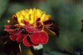 Beauttiful singled out marigold flower in natural lighting