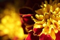 Beauttiful singled out marigold flower in natural lighting