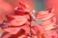 Beauttiful singled out red foxglove flower in natural lighting Royalty Free Stock Photo