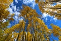 Beautuful Forest canopy of fall clors of gold and yellow aspen trees