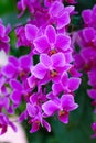 Beautuful Pink Orchid Royalty Free Stock Photo