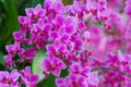 Beautuful Pink Orchid Royalty Free Stock Photo