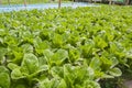 Vegetables hydro garden