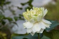 Beauty abstract fresh white lotus blooming with green leaves. soft clean water lilly petal blossom peaceful Royalty Free Stock Photo