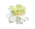 Beauty abstract fresh white lotus blooming with green leaves. soft clean water lilly petal blossom peaceful isolated on white Royalty Free Stock Photo
