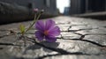 Beauty in adversity, Purple flower growing on crack street