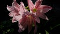 Beauty of Amaryllis flowers, Hippeastrum Reticulatum