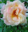 Beauty Angel Rose From Heaven
