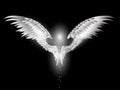 Beauty angel wings on dark background Royalty Free Stock Photo