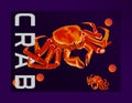 Beauty animal crab vector