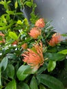 The beauty of Ashoka& x27;s buds before they bloom beside home