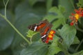 The beauty of the Atlantic Forest butterflies (Anartia amathea)