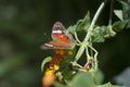 The beauty of the Atlantic Forest butterflies (Anartia amathea)