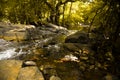 Deep Forest river landscape background. Royalty Free Stock Photo