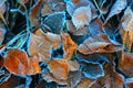 Beauty autumn leafage in hoarfrost on ground