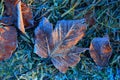 Beauty autumn leafage in hoarfrost on ground