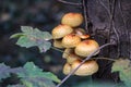 The beauty of the autumn. Mushrooms growing on a tree Royalty Free Stock Photo
