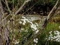 The beauty of the autumn. Plants along a river