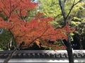 The beauty of autumn season and traditional Japanese architecture