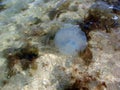 Summer landscapes of the Azov coast on the Arabat Arrow in the season of jellyfish invasion.