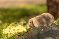 cute baby rabbit outside in garden