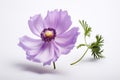 Beauty background blossom blooming flower isolated floral nature flora closeup summer cosmos petal plant Royalty Free Stock Photo