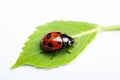 Background bug summer ladybug nature macro insect closeup beauty beetle red green ladybird