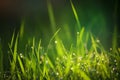 Beauty backgrounds with foliage, green grass, dew drops and bokeh, banner with copy space Royalty Free Stock Photo