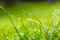 Beauty backgrounds with foliage, green grass, dew drops and bokeh Royalty Free Stock Photo