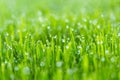 Beauty backgrounds with foliage, green grass, dew drops and bokeh Royalty Free Stock Photo