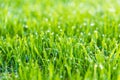 Beauty backgrounds with foliage, green grass, dew drops and bokeh Royalty Free Stock Photo