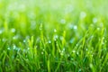 Beauty backgrounds with foliage, green grass, dew drops and bokeh Royalty Free Stock Photo
