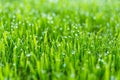 Beauty backgrounds with foliage, green grass, dew drops and bokeh Royalty Free Stock Photo
