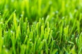 Beauty backgrounds with foliage, green grass, dew drops and bokeh Royalty Free Stock Photo