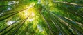 The Beauty of Bamboo Forest Bathed in Sunlight and Serenity AI generated image Royalty Free Stock Photo