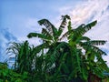 the beauty of banana tree leaves against a blue sky background Royalty Free Stock Photo