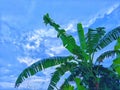 the beauty of banana tree leaves against a blue sky background Royalty Free Stock Photo