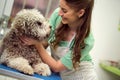 beauty Barbe dog . Dog gets hair cut at Pet Spa Grooming Salon. Closeup of Dog. groomer concept.the dog has a haircut Royalty Free Stock Photo