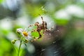 Beauty and the beast - a spooky big spider macro in its web touches camomile flower on blurry green or garden background Royalty Free Stock Photo