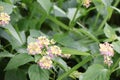 Beauty of beautiful pink mixed yellow flowers in tropical forest green nature leaf background, selective focus. Royalty Free Stock Photo