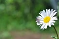 Beauty beetle on the chamomile flower