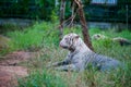 The beauty of the Belgan white tiger