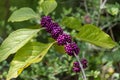 Beauty berry bunches on stem Royalty Free Stock Photo