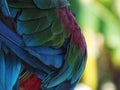 Beauty bird, colorful wing, a lot of feathers