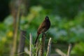 beautiful Pycnonotus cafer bird.