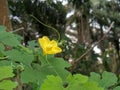 Beauty bitter melon flower Royalty Free Stock Photo