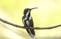 Beauty Black-throated mango Anthracothorax nigricollis female hummingbird Royalty Free Stock Photo